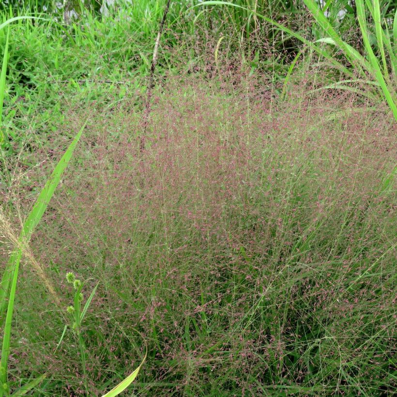 Loistoröllinurmikka - Eragrostis spectabilis (Kasvutapa)