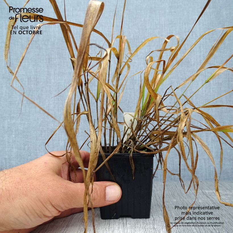 Esimerkki syksyllä toimitetusta Loistoröllinurmikka - Eragrostis spectabilis 8/9 cm taimiruukku-taimesta