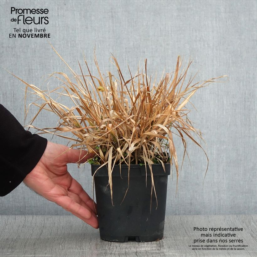 Esimerkki syksyllä toimitetusta Loistoröllinurmikka - Eragrostis spectabilis 1,5 litran / 2 litran kannu-taimesta
