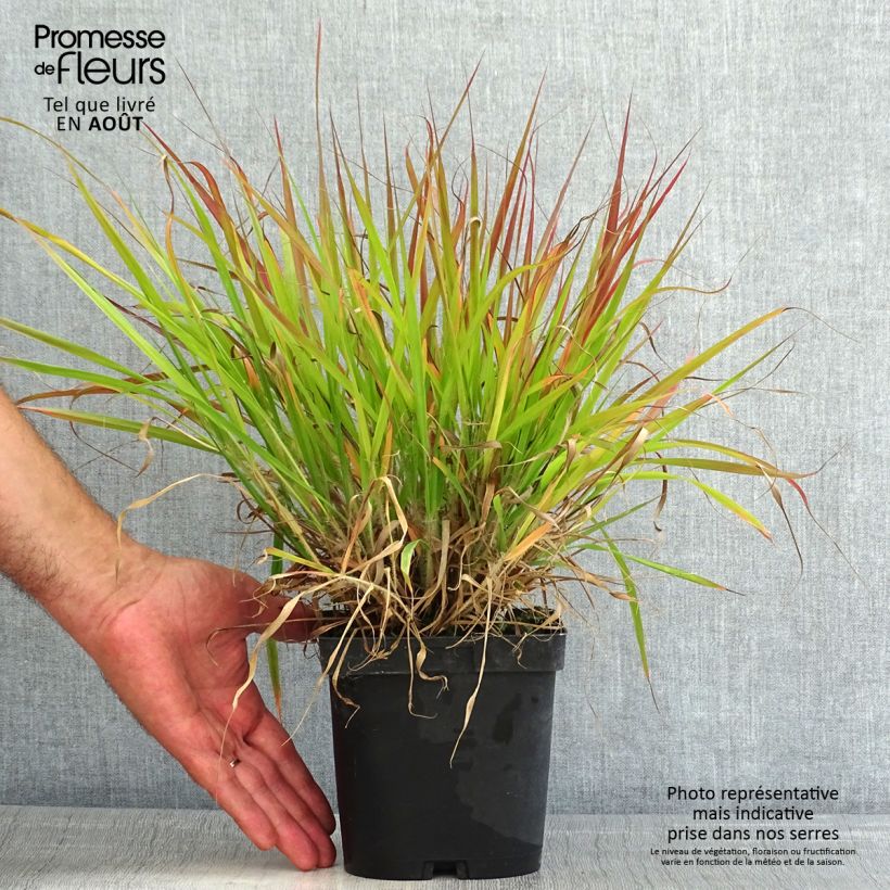 Esimerkki kesällä toimitetusta Loistoröllinurmikka - Eragrostis spectabilis Pot de 1,5L/2L-taimesta