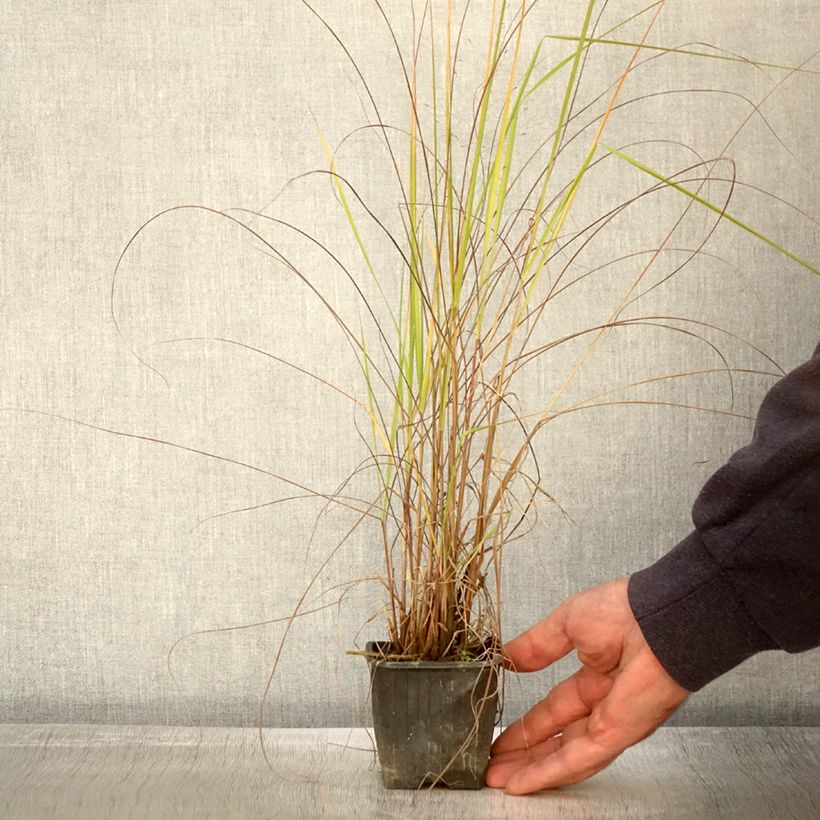 Esimerkki syksyllä toimitetusta Röllinurmikka - Eragrostis trichodes 8/9 cm taimiruukku-taimesta