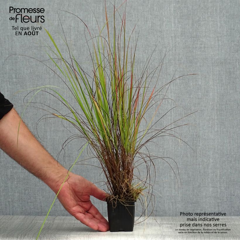 Esimerkki kesällä toimitetusta Röllinurmikka - Eragrostis trichodes Taimiruukku 8/9 cm-taimesta