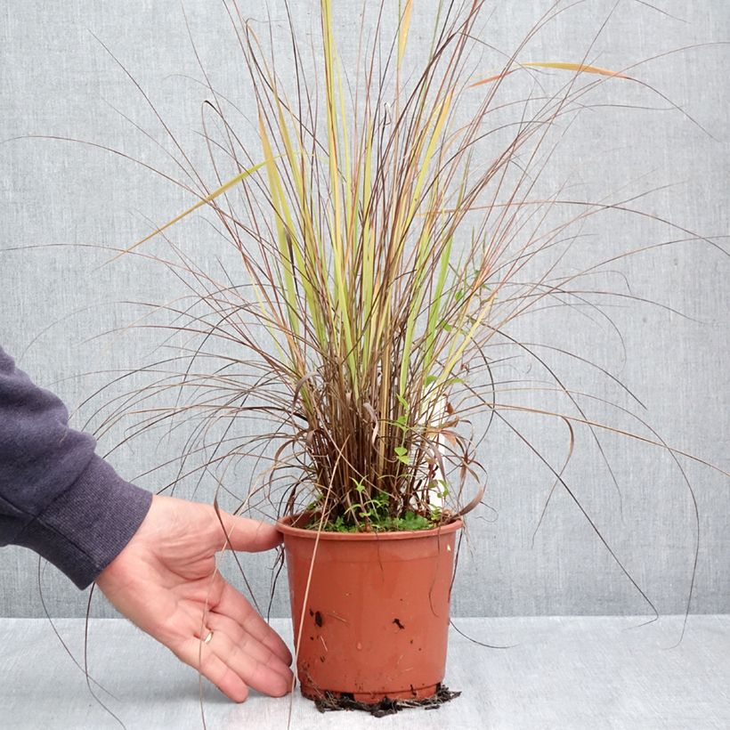 Esimerkki syksyllä toimitetusta Röllinurmikka - Eragrostis trichodes 1 litran / 1,5 litran ruukku-taimesta