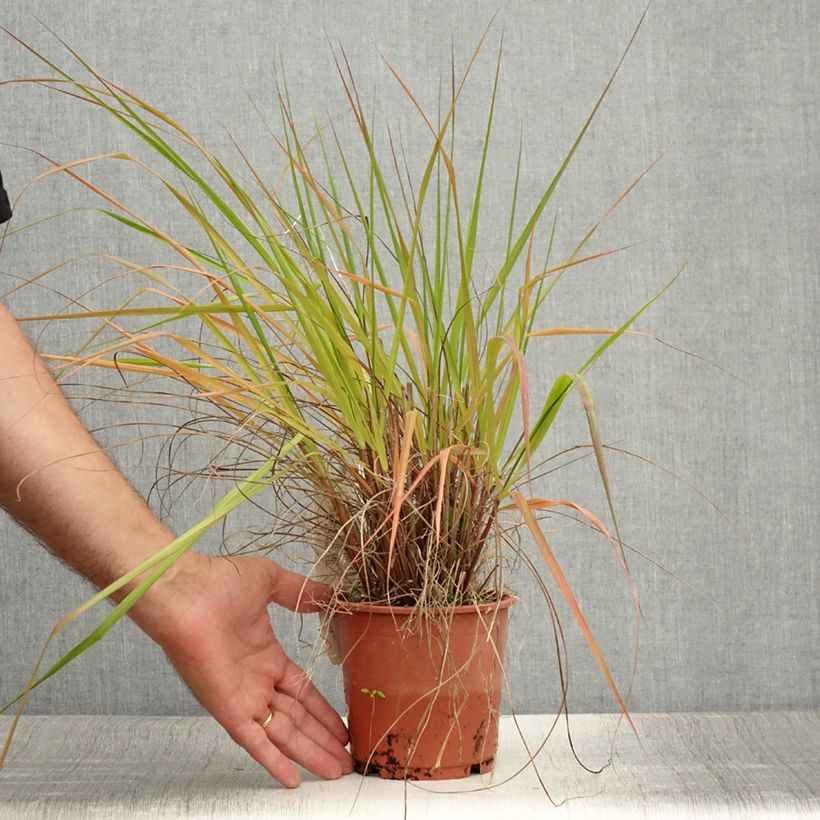 Esimerkki kesällä toimitetusta Röllinurmikka - Eragrostis trichodes Ruukku 1L / 1,5L-taimesta