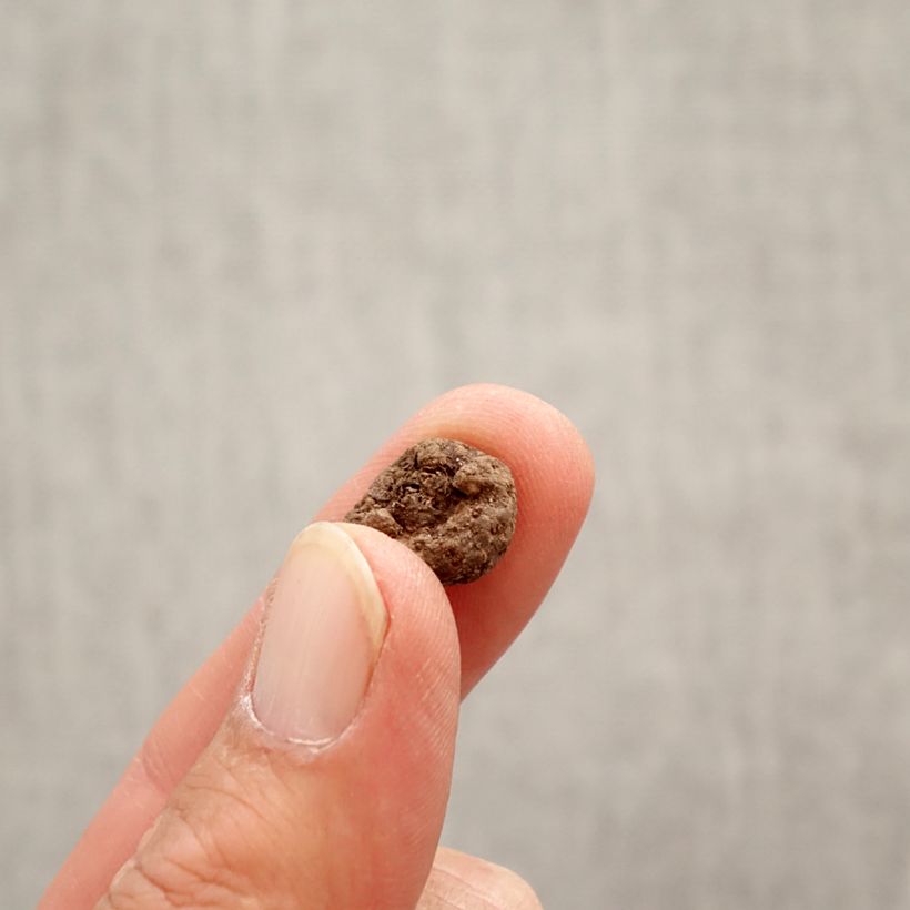 Esimerkki keväällä toimitetusta Turkintalventähti - Eranthis cilicica Bulbe size 4+-taimesta