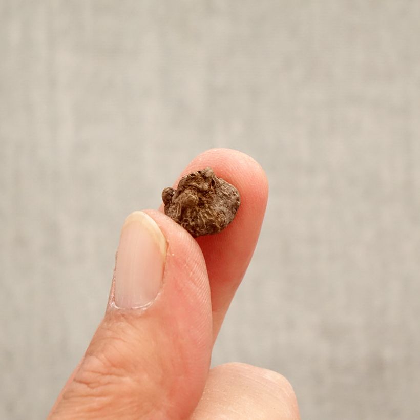 Esimerkki keväällä toimitetusta Talventähti - Eranthis hyemalis Bulbe size 4+-taimesta
