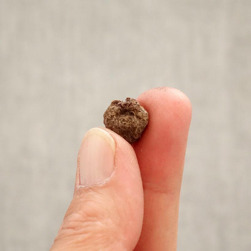 Esimerkki keväällä toimitetusta Talventähti Schwefelglanz Bulbe size 4+-taimesta