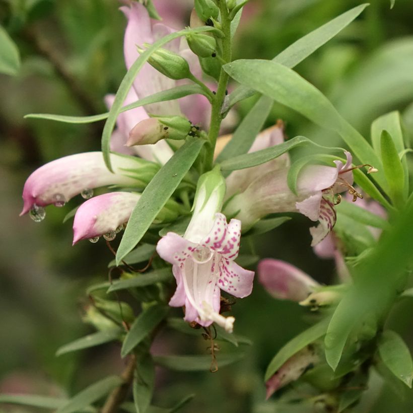 Emuntorve - Eremophila laanii (Kukinta)