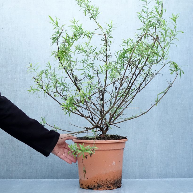 Esimerkki syksyllä toimitetusta Emuntorve - Eremophila laanii 7,5 litran / 10 litran ruukku-taimesta