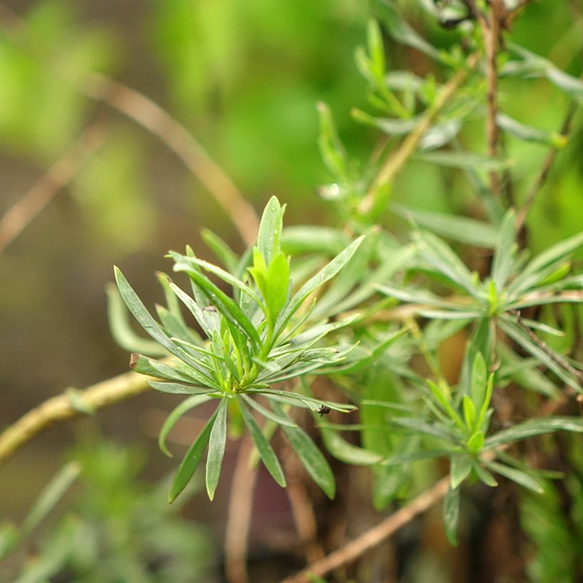 Emuntorve Aurea (Lehvistö)