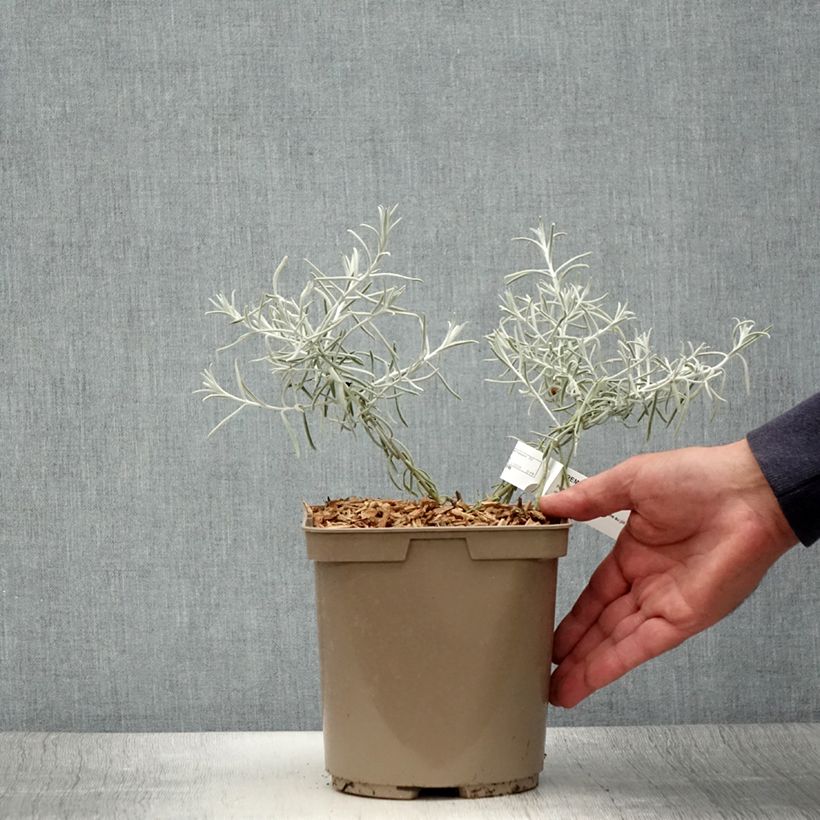 Esimerkki kesällä toimitetusta Emuntorve - Eremophila nivea Pot de 7,5L/10L-taimesta