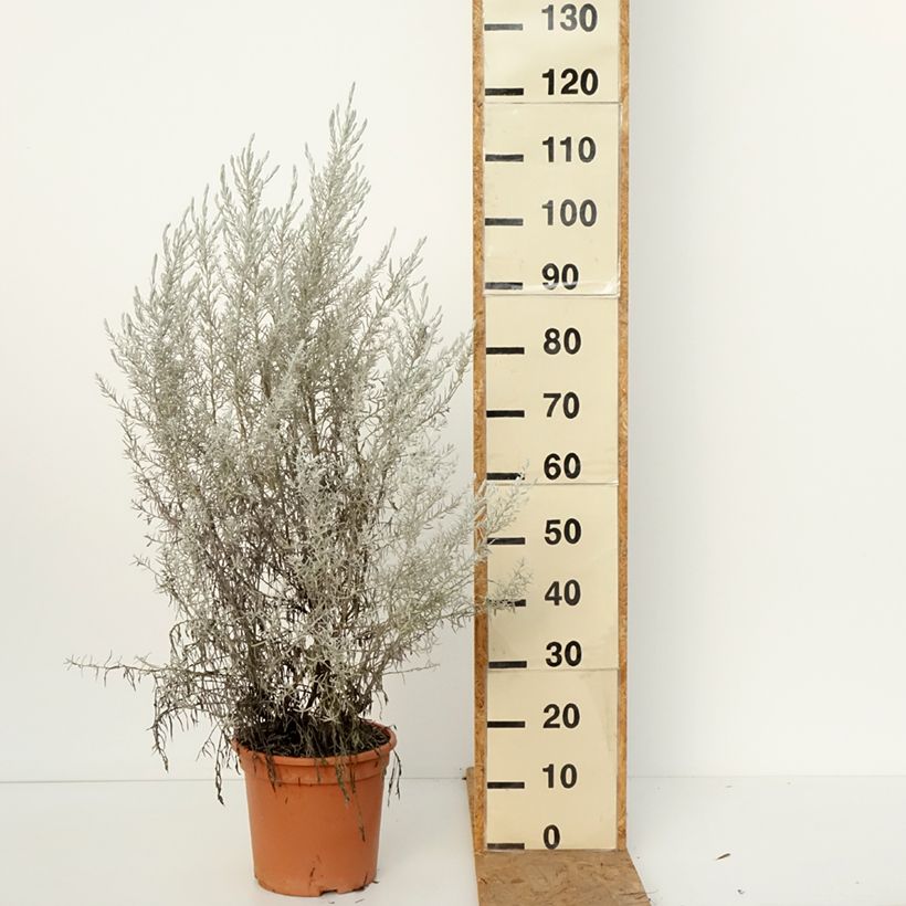 Esimerkki syksyllä toimitetusta Emuntorve - Eremophila nivea 3 litran/4 litran ruukku-taimesta