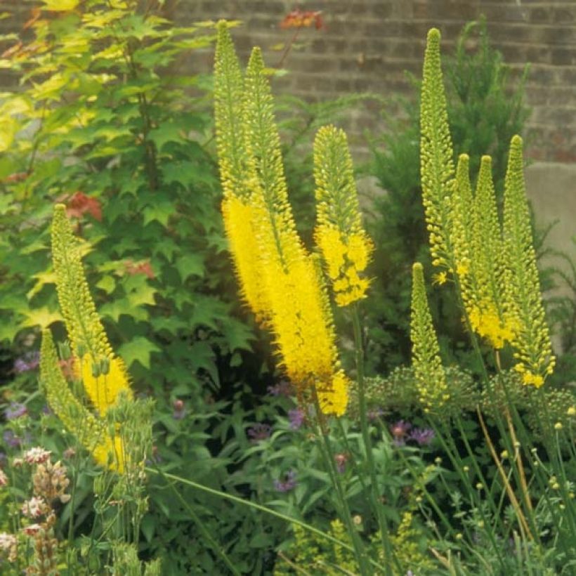 Marskinlilja - Eremurus stenophyllus (Kasvutapa)