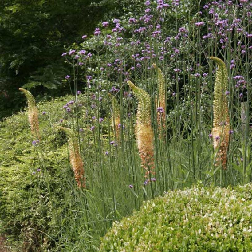 Marskinlilja Cléopatra (Plant habit)