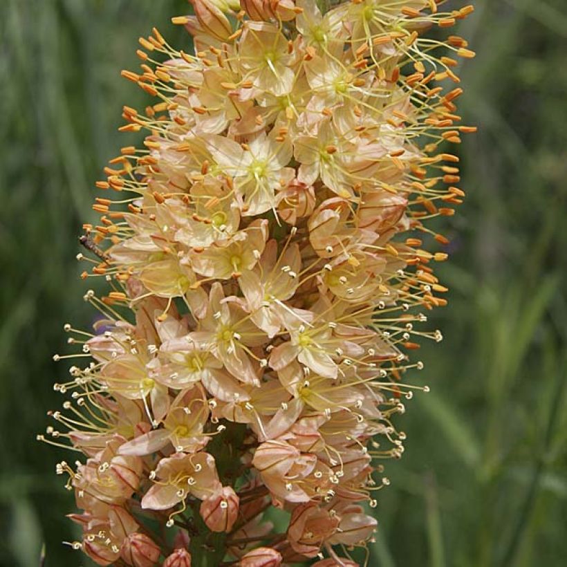 Marskinlilja Cléopatra (Flowering)