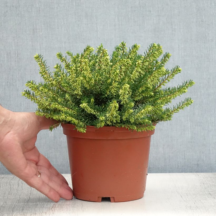 Esimerkki kesällä toimitetusta Kaunokellokanerva Darley Dale Pot de 2L/3L-taimesta
