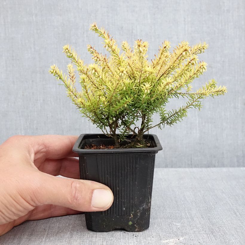 Esimerkki syksyllä toimitetusta Kaunokellokanerva Marie Helen 8/9 cm taimiruukku-taimesta