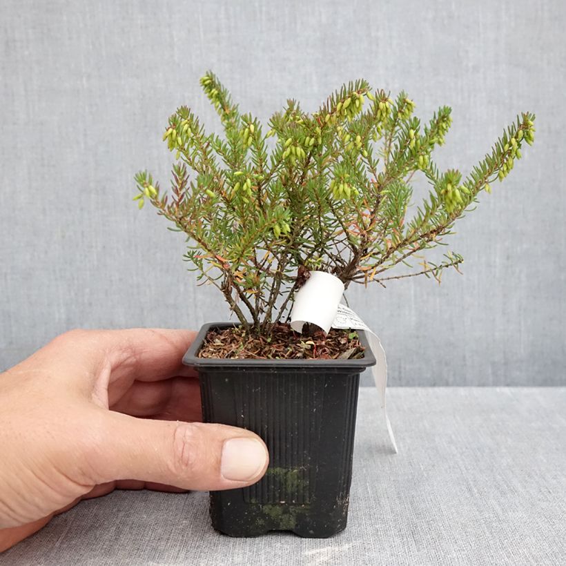 Esimerkki syksyllä toimitetusta Kaunokellokanerva Tyann 8/9 cm taimiruukku-taimesta