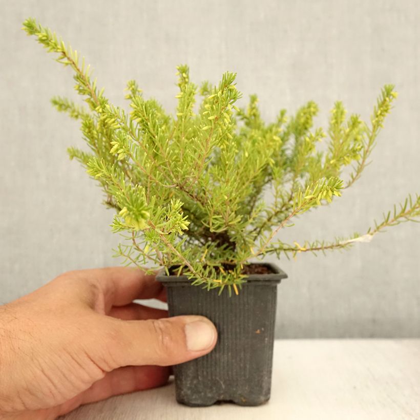 Esimerkki kesällä toimitetusta Kaunokellokanerva White Glow 8/9 cm taimiruukku-taimesta
