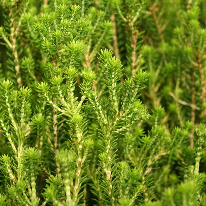 Kellokanerva - Erica terminalis (Lehvistö)