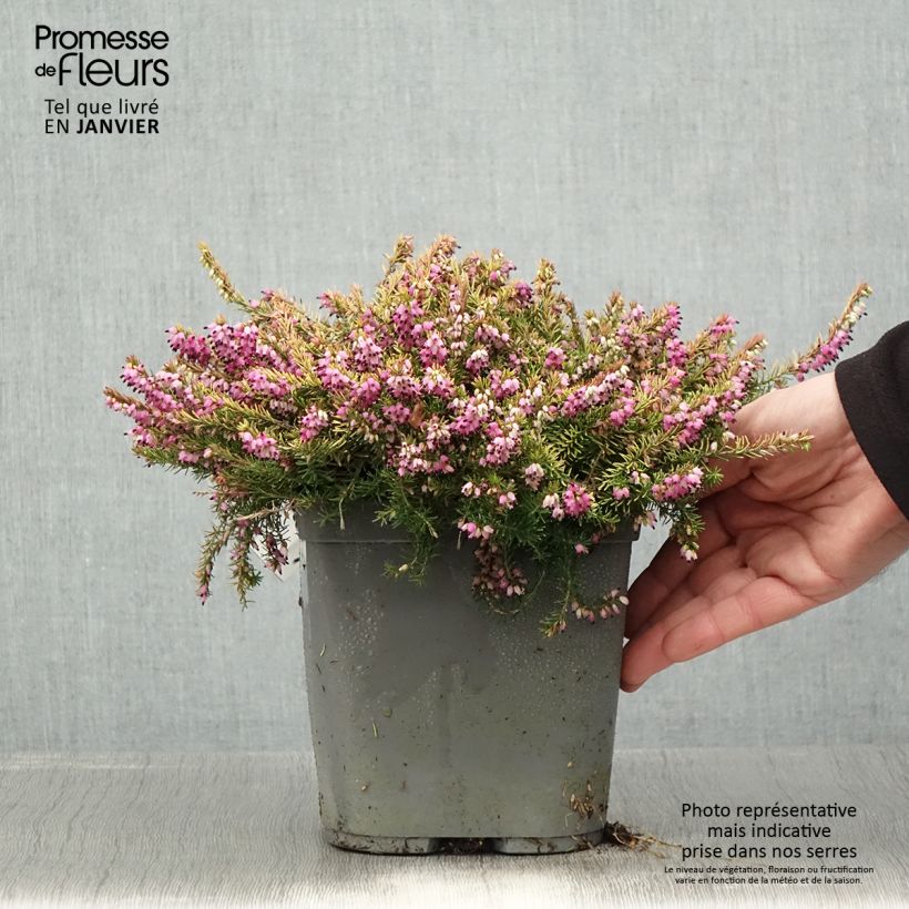 Esimerkki talvella toimitetusta Erica x darleyensis Eva Gold - Bruyère d'hiver Pot de 3L/4L-taimesta