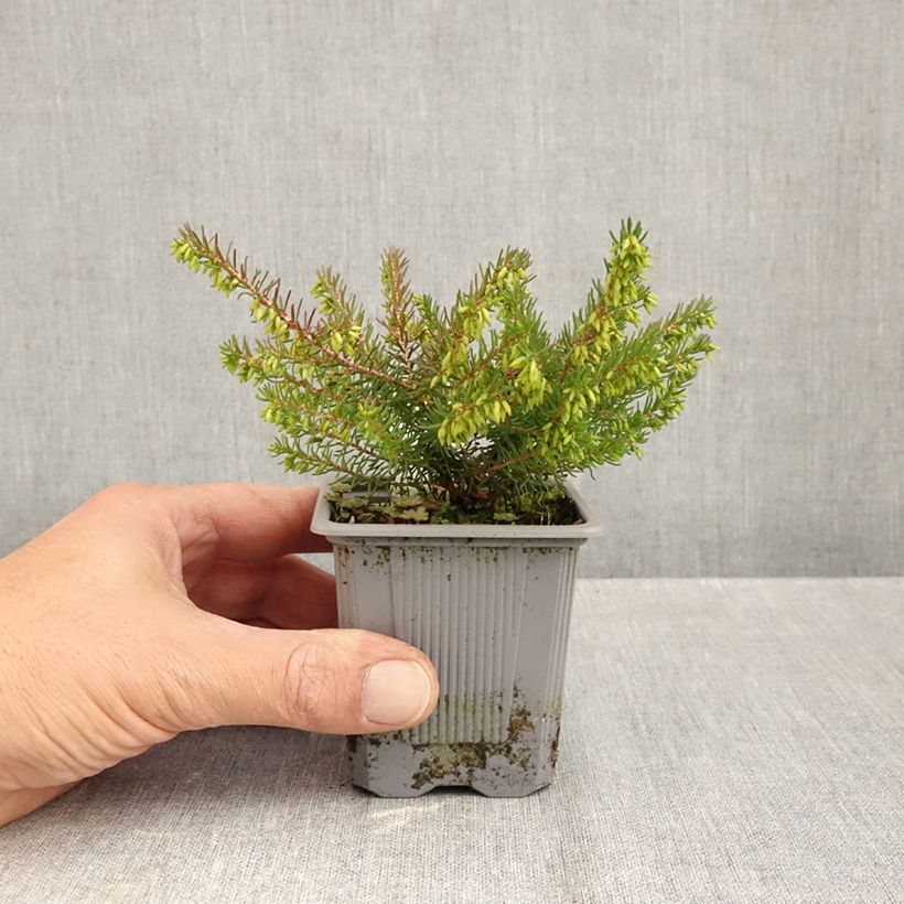 Esimerkki syksyllä toimitetusta Kaunokellokanerva Spring Surprise 8/9 cm taimiruukku-taimesta