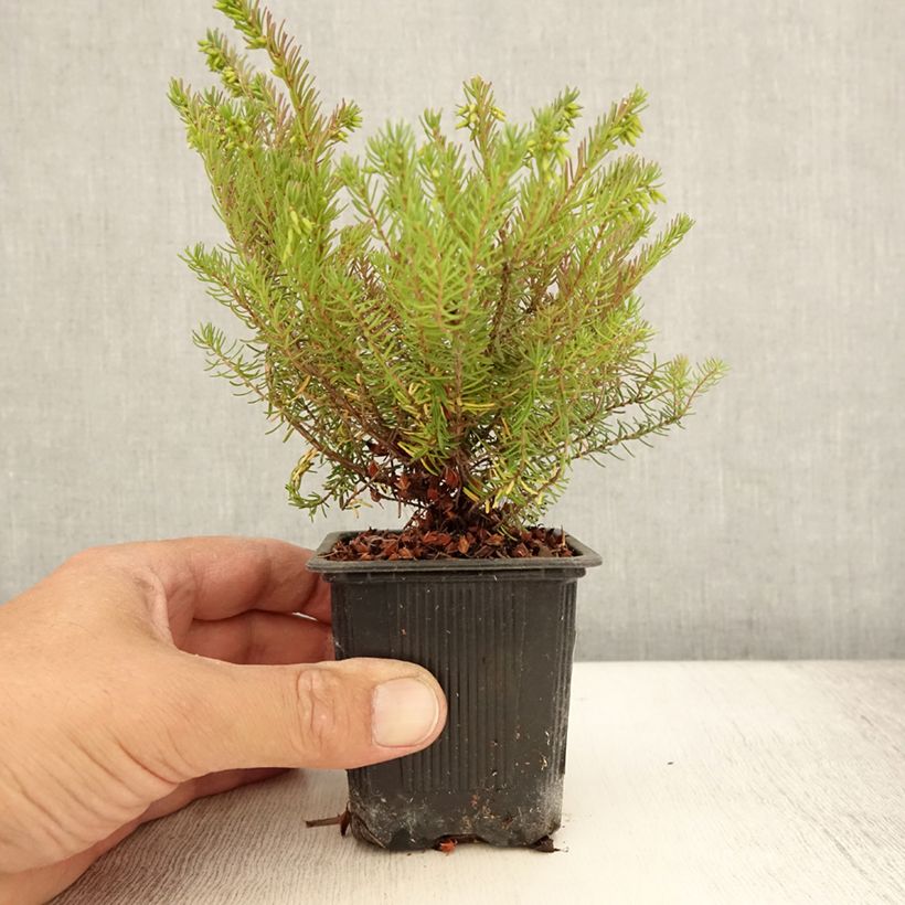 Esimerkki kesällä toimitetusta Kaunokellokanerva Spring Surprise Godet de 8/9 cm-taimesta