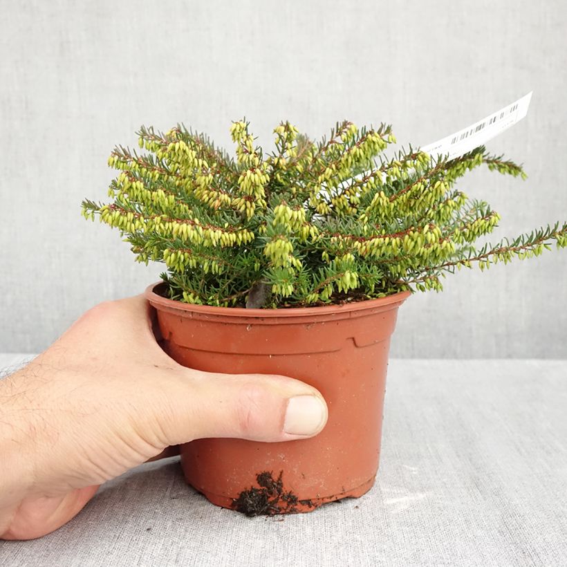 Esimerkki syksyllä toimitetusta Kaunokellokanerva Spring Surprise 1 litran / 1,5 litran ruukku-taimesta