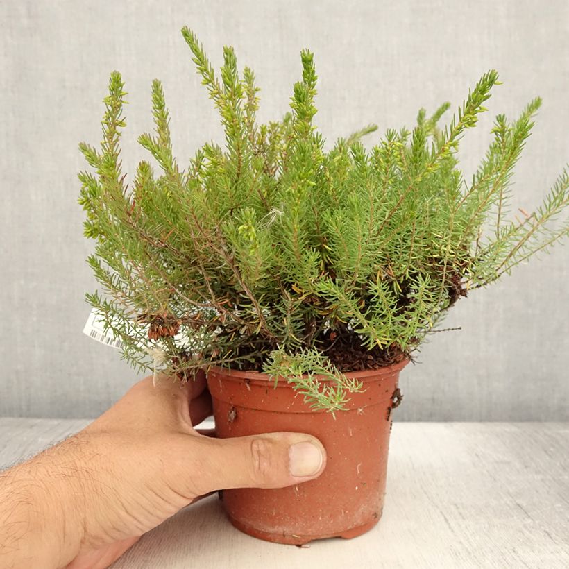 Esimerkki kesällä toimitetusta Kaunokellokanerva Spring Surprise Pot de 1L/1,5L-taimesta
