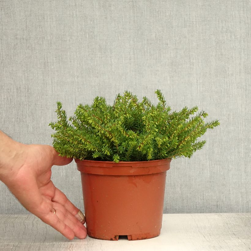 Esimerkki kesällä toimitetusta Kaunokellokanerva Spring Surprise Pot de 2L/3L-taimesta