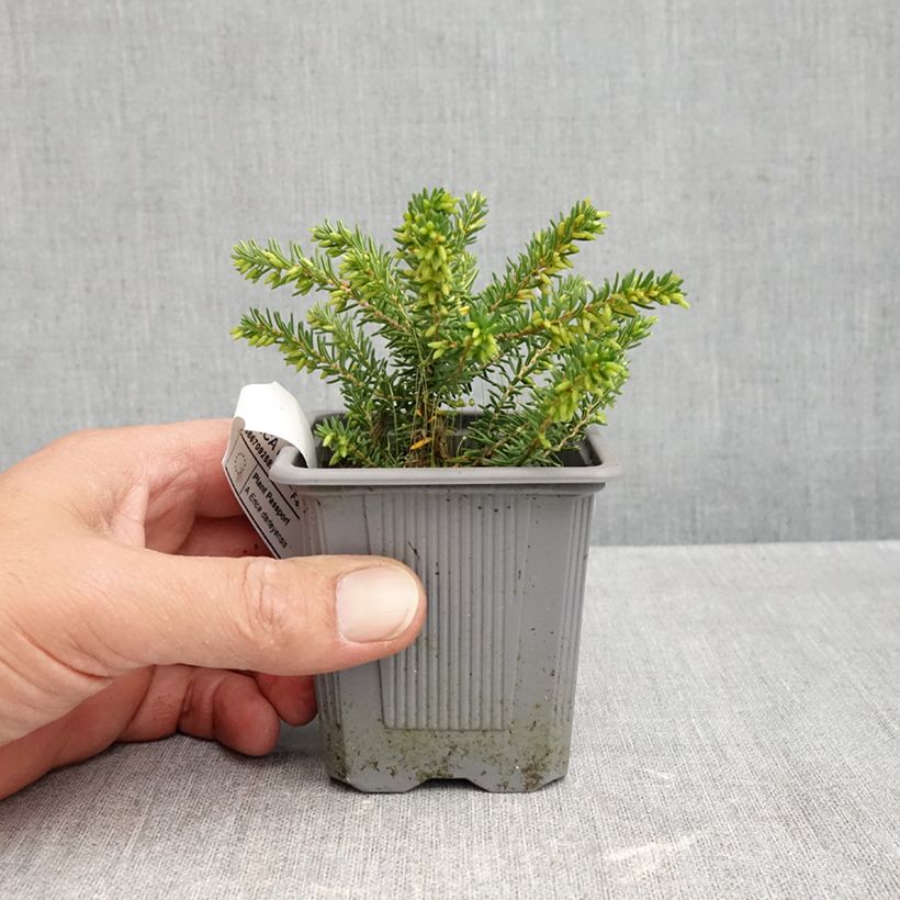 Esimerkki syksyllä toimitetusta Kaunokellokanerva Winter Belles Katia 8/9 cm taimiruukku-taimesta