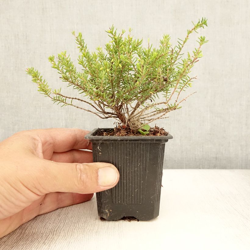 Esimerkki kesällä toimitetusta Kaunokellokanerva Winter Belles Katia Taimiruukku 8/9 cm-taimesta