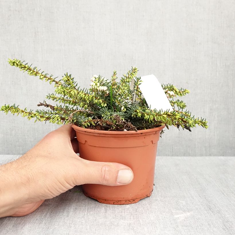 Esimerkki syksyllä toimitetusta Kaunokellokanerva Winter Belles Katia 1 litran / 1,5 litran ruukku-taimesta