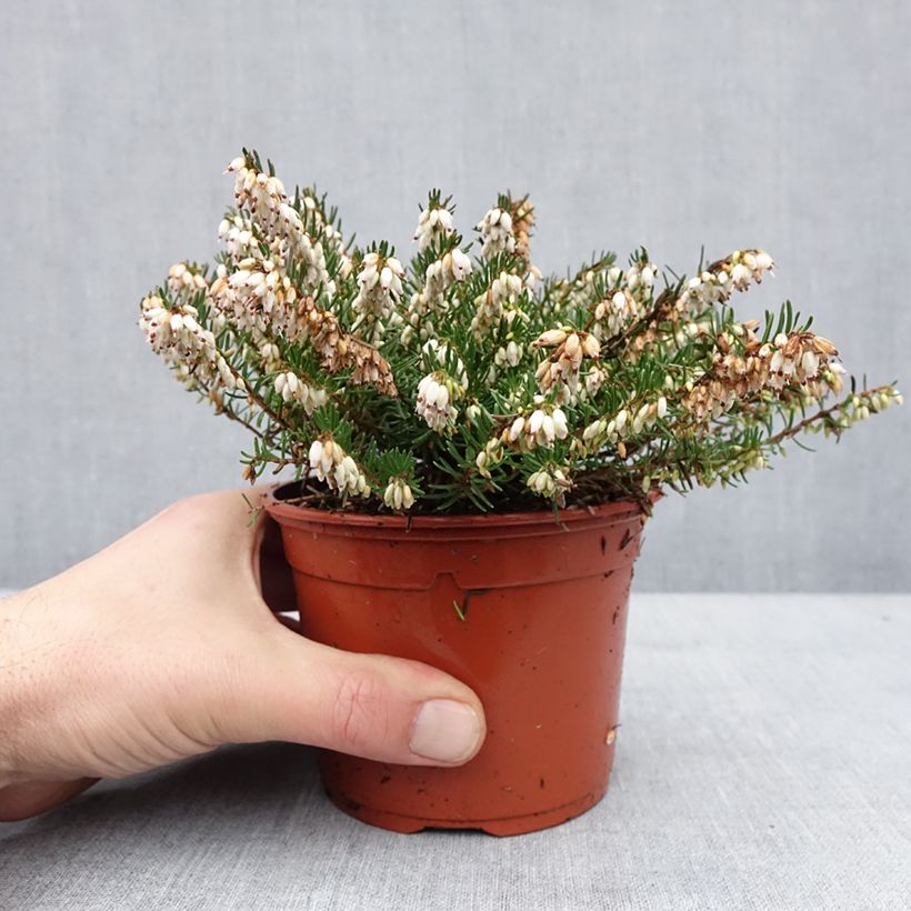 Esimerkki talvella toimitetusta Erica x darleyensis Winter Belles Katia - Bruyère d'hiver Pot de 1L/1,5L-taimesta
