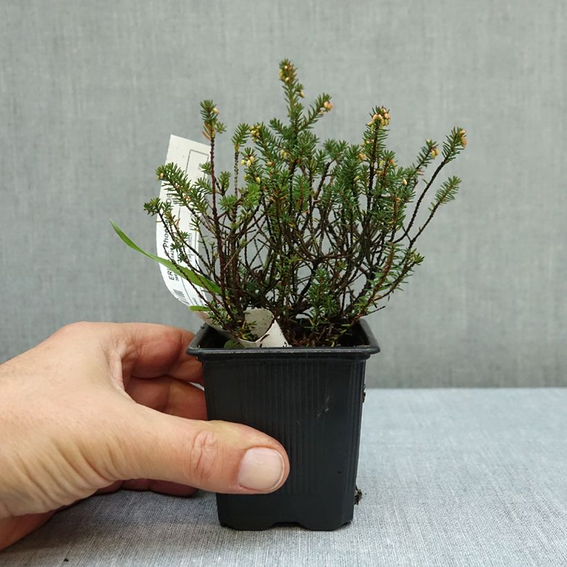Esimerkki syksyllä toimitetusta Kaunokellokanerva Winter Belles Phoebe 8/9 cm taimiruukku-taimesta