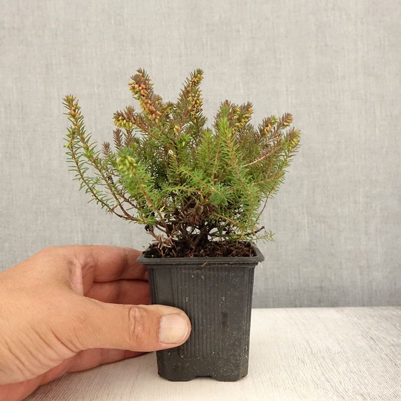 Esimerkki kesällä toimitetusta Kaunokellokanerva Winter Belles Phoebe Godet de 8/9 cm-taimesta