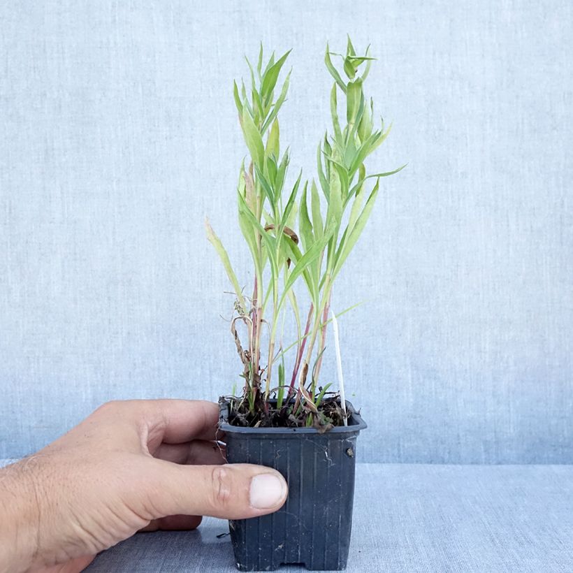 Esimerkki kesällä toimitetusta Jalokallioinen Foersters Liebling Taimiruukku 8/9 cm-taimesta