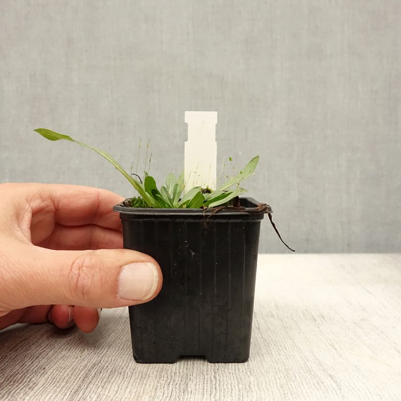 Esimerkki syksyllä toimitetusta Jalokallioinen Foersters Liebling 8/9 cm taimiruukku-taimesta