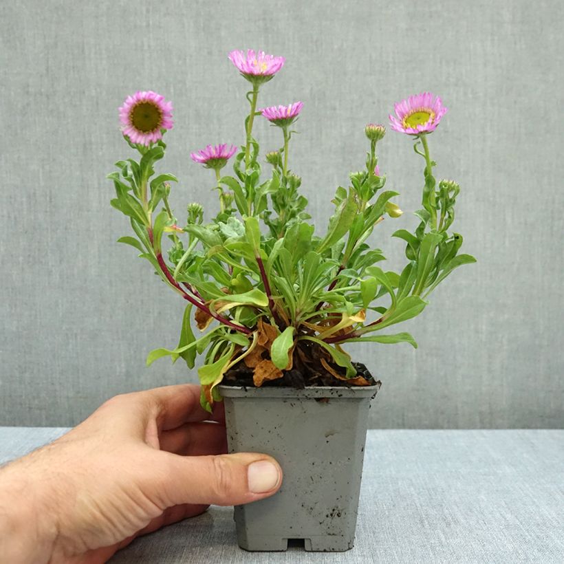 Esimerkki syksyllä toimitetusta Siniharmaakallioinen Sea Breeze 8/9 cm taimiruukku-taimesta