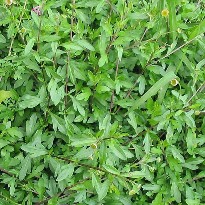 Rentokallioinen - Erigeron karvinskianus (Lehvistö)