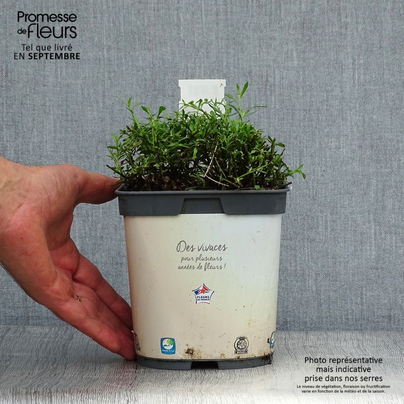 Esimerkki syksyllä toimitetusta Rentokallioinen - Erigeron karvinskianus 2 litran/3 litran ruukku-taimesta