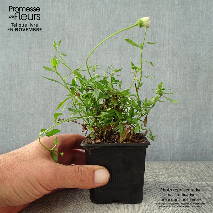 Esimerkki syksyllä toimitetusta Rentokallioinen Lavender Lady 8/9 cm taimiruukku-taimesta