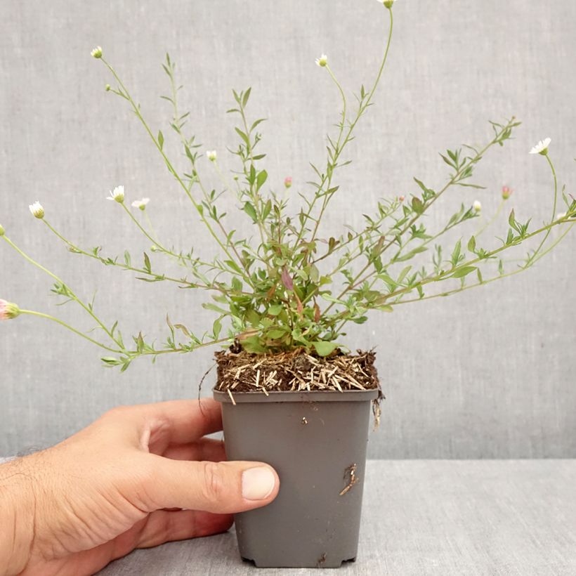 Esimerkki syksyllä toimitetusta Rentokallioinen - Erigeron karvinskianus 7/8 cm taimiruukku-taimesta