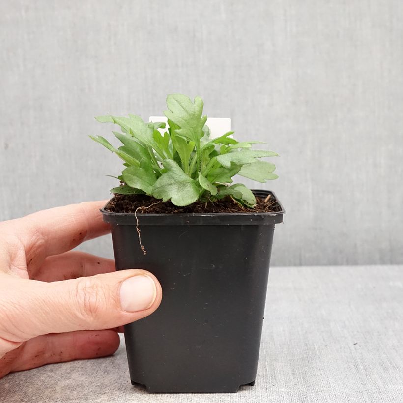 Esimerkki keväällä toimitetusta Rentokallioinen - Erigeron karvinskianus Taimiruukku 7/8 cm-taimesta