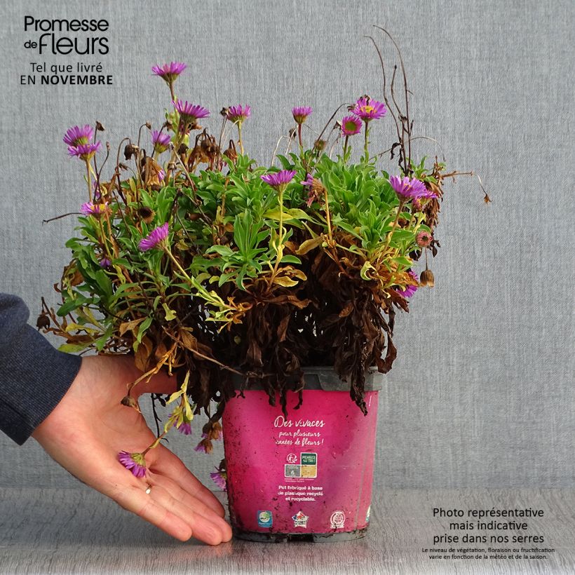 Esimerkki syksyllä toimitetusta Kallioinen - Erigeron leiomerus 2 litran/3 litran ruukku-taimesta