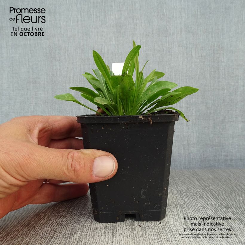 Esimerkki syksyllä toimitetusta Jalokallioinen Professor Korodi 8/9 cm taimiruukku-taimesta