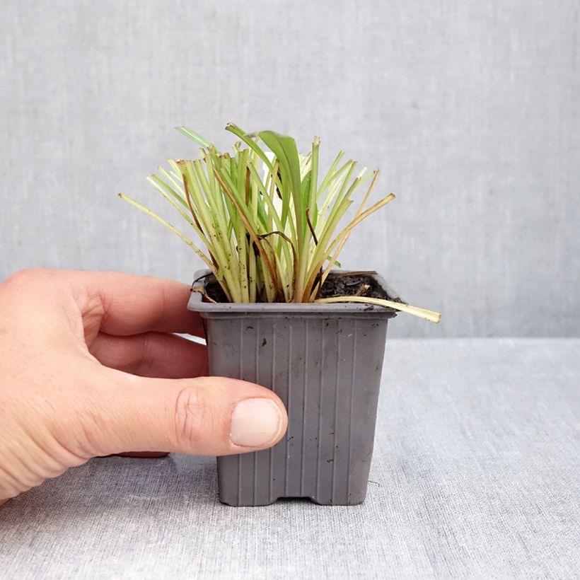 Esimerkki syksyllä toimitetusta Jalokallioinen Quakeress 8/9 cm taimiruukku-taimesta