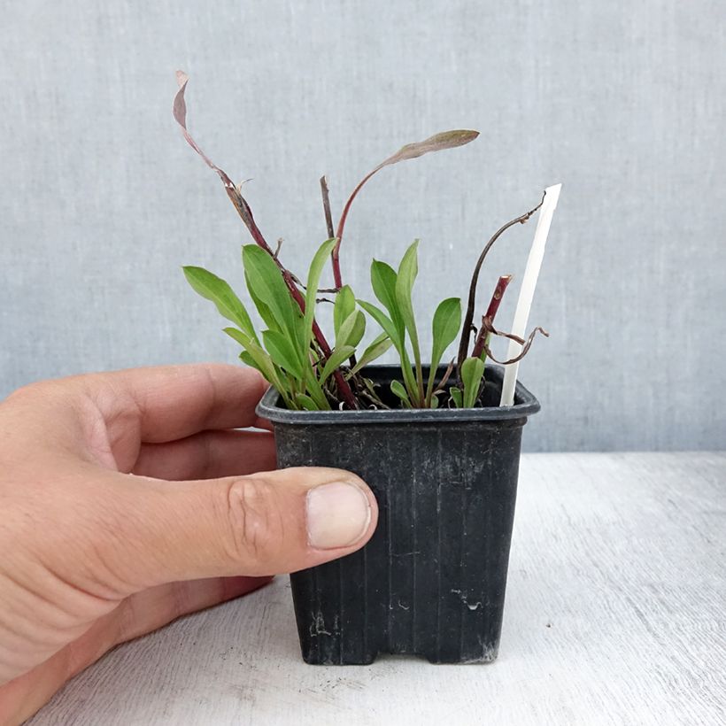 Esimerkki kesällä toimitetusta Jalokallioinen Sommerneuschnee Taimiruukku 8/9 cm-taimesta