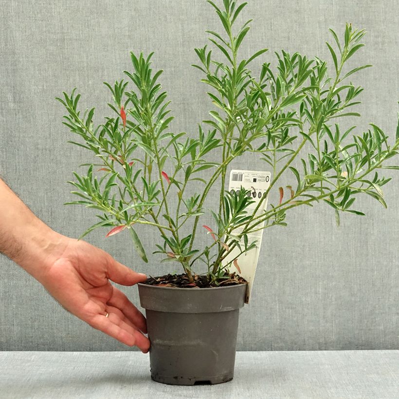 Esimerkki kesällä toimitetusta Philotheca myoporoides Flower Girl Pink 1 litran / 1,5 litran ruukku-taimesta