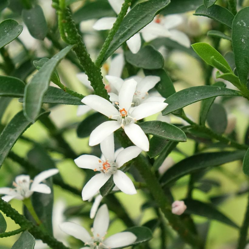 Philotheca myoporoides Flower Girl White (Kukinta)